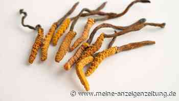 Cordyceps: Wie der Trendpilz unsere Gesundheit unterstützen kann