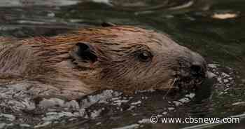 How beavers are protecting a West London town from flooding