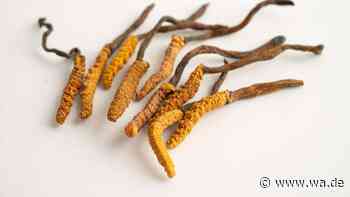 Cordyceps: Wie der Trendpilz unsere Gesundheit unterstützen kann