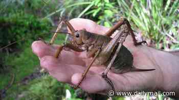 World's heaviest insect makes astonishing comeback after conservationists save giant bug from extinction