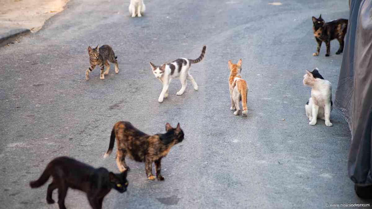 Duizenden katten gestolen en doorverkocht in Vietnam, twaalf mannen opgepakt