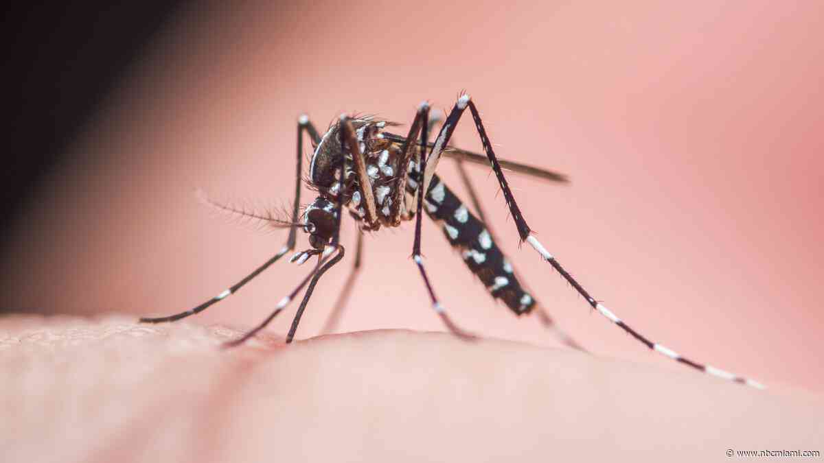 Broward reports locally-acquired case of dengue fever: What to know