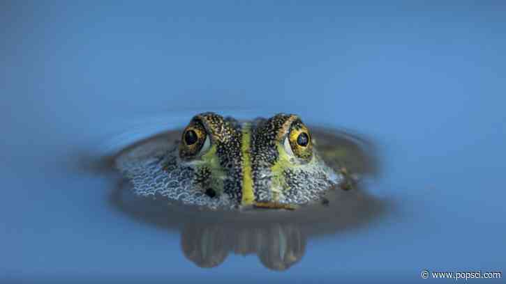 Bullfrogs have a brain superpower