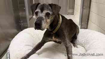 Confused elderly dog seen wandering park on its own after being dumped there by Cadillac driver
