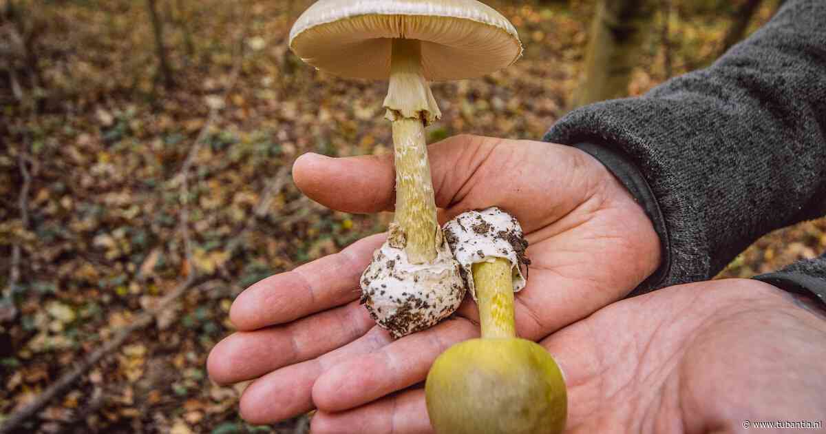 Artsen waarschuwen voor groene knolamaniet na acht opnames in anderhalve week