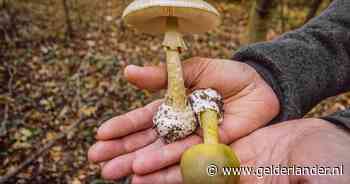 Artsen waarschuwen voor groene knolamaniet na acht opnames in anderhalve week