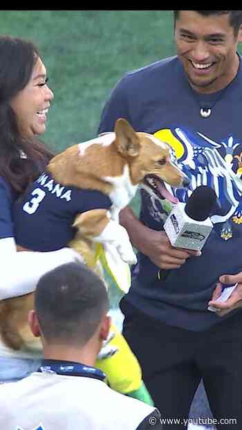 Your Corgi Cup Champion, Banana, with the savage look back. 🏆