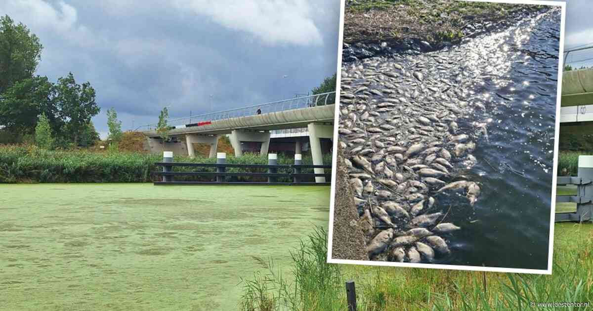 Waarom stierven deze zomer in Almere duizenden vissen? ‘Zoiets hebben we hier nog nooit meegemaakt’