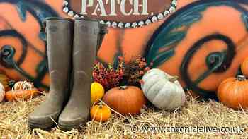Popular Northumberland pumpkin patch cancelled due to poor crop