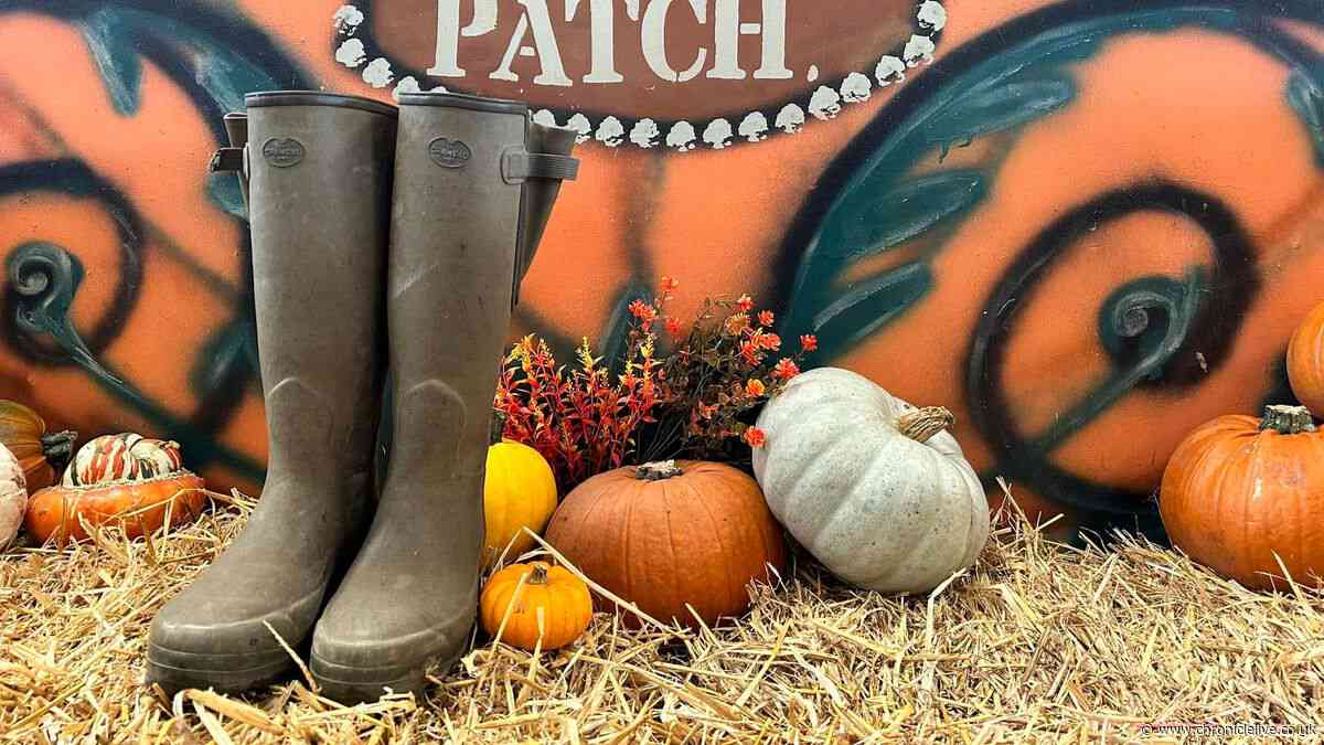 Popular Northumberland pumpkin patch cancelled due to poor crop