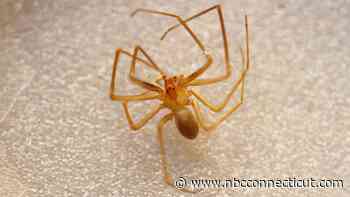 State's first record of venomous Mediterranean recluse spiders found in Wallingford