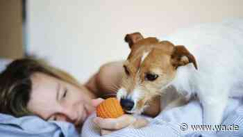 Hund im Bett: Unhygienisch oder wichtig für die Bindung?