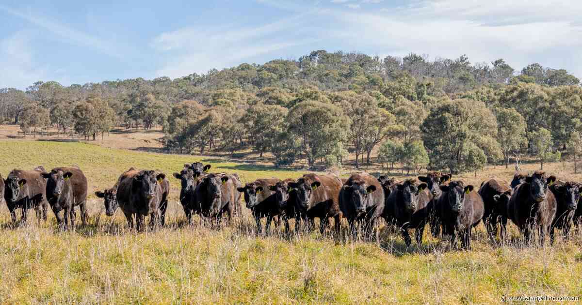 Wagyu prices are rebounding - but individual genetics, specs now matter