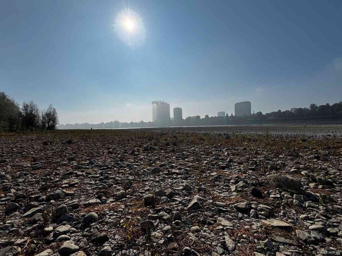 Warum im Rhein derzeit mehr Schadstoffe gemessen werden