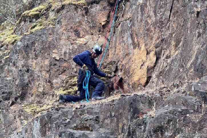 Cliffhanger: B.C. firefighters offer helping hoof to stranded goat