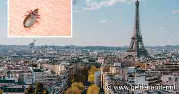 Werkweek naar Parijs eindigt in nachtmerrie voor examenklas door bedwantsen in hotel