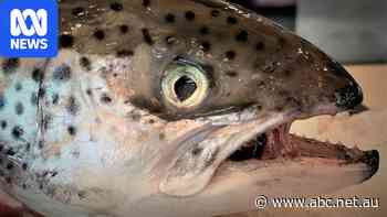 Salmon company to inject fish with antibiotics ahead of expected marine heat wave