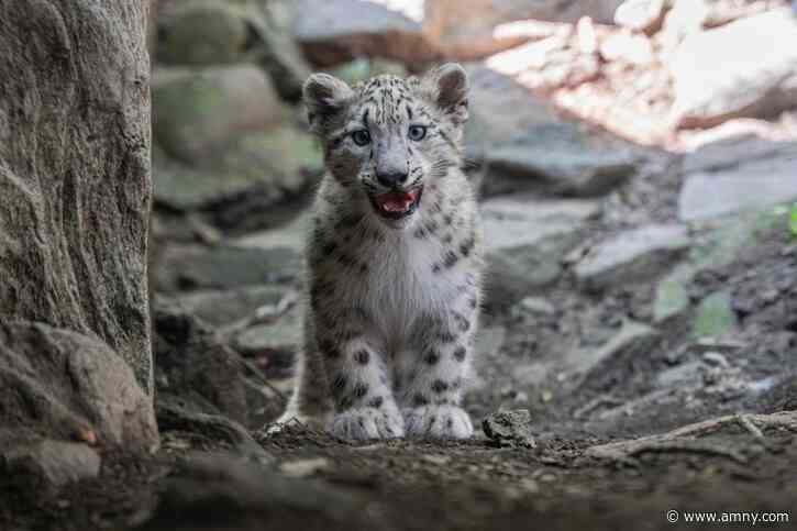 CUTENESS ALERT: Bronx Zoo debuts adorable snow leopard cub