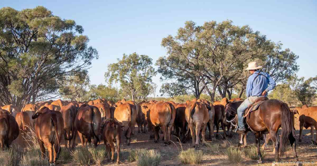 Spring supply surge cools young cattle values as processors hold back