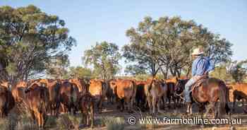 Spring supply surge cools young cattle values as processors hold back