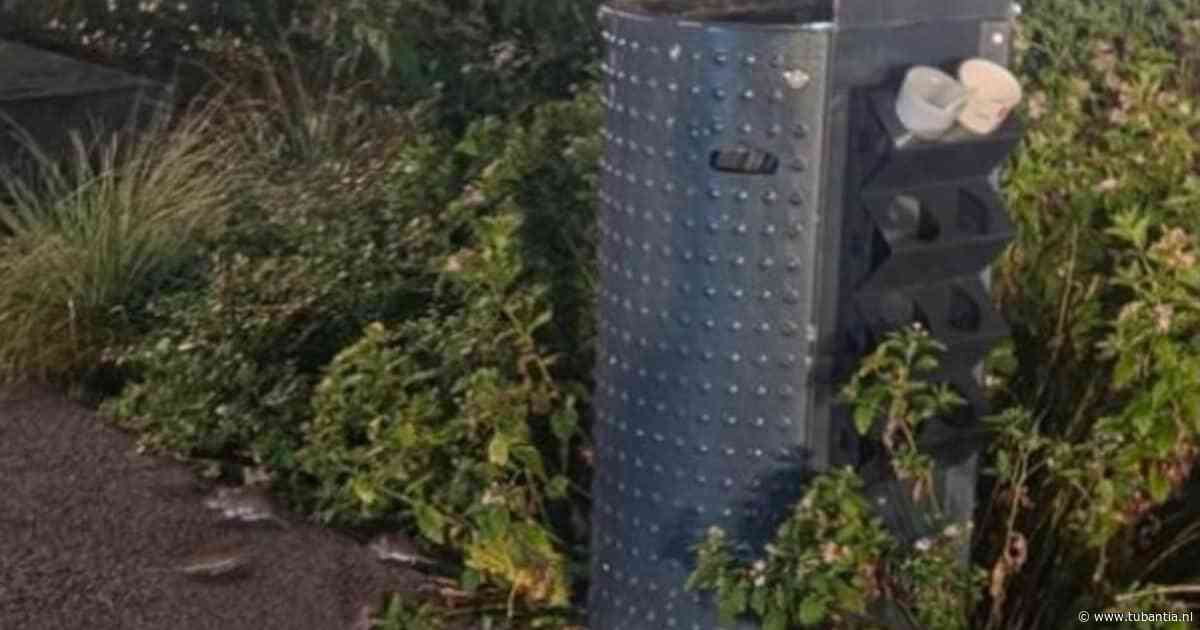 Veertien ratten rond één prullenbak: Enschede worstelt met rattenplaag in het centrum
