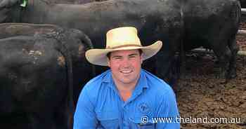 Northern restockers weigh up the economics of trade heifers versus breeders