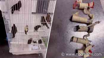 Man returning from Cuba arrested at MIA after smuggling 10 birds in his pants, report says