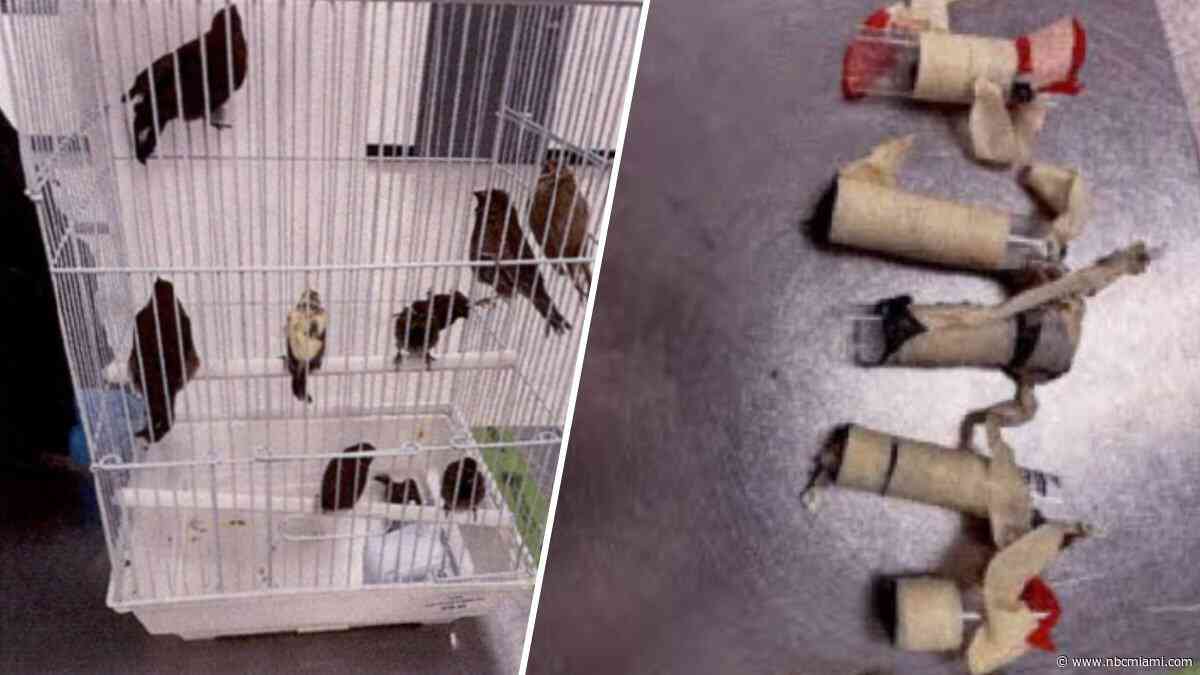 Man returning from Cuba arrested at MIA after smuggling 10 birds in underwear, complaint says