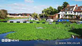 Demand for action over invasive floating pennywort