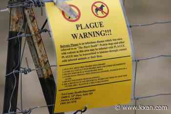 Plague cases still occur in the US: Here's where