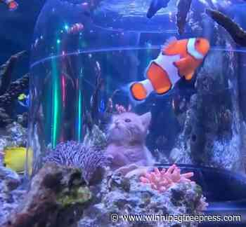 Orphaned kittens meet sharks and stingrays on an aquarium field trip at the Mall of America