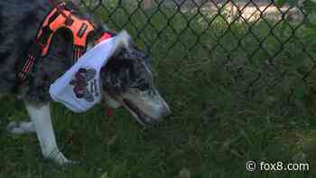 On the hunt: Spotted lanternfly egg masses sniffed out with help from local dogs