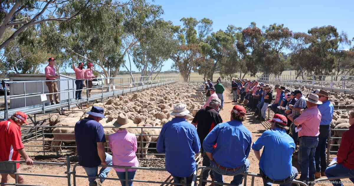 WA Merino breeding ewe saleyard record broken, as flock rebuild accelerates