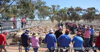 WA Merino breeding ewe saleyard record broken, as flock rebuild accelerates