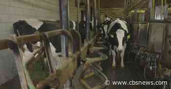 Pediatricians warning parents about health risks from raw milk