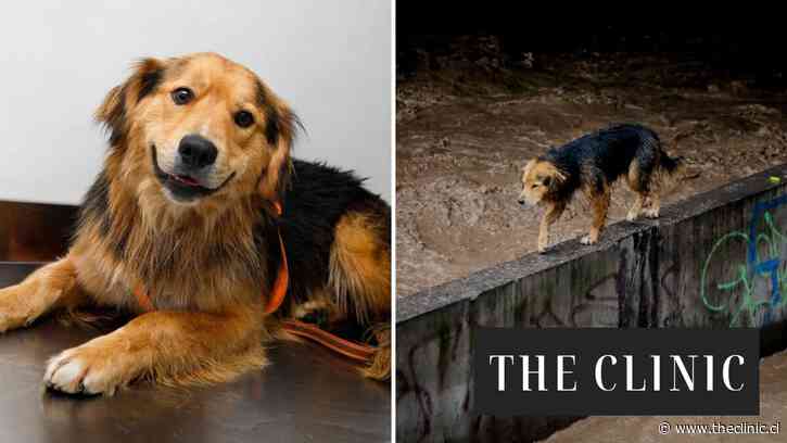 “Morocho”, el perro rescatado desde el Mapocho tras ser arrastrado por el caudal, busca hogar: Revisa cómo será su proceso de adopción