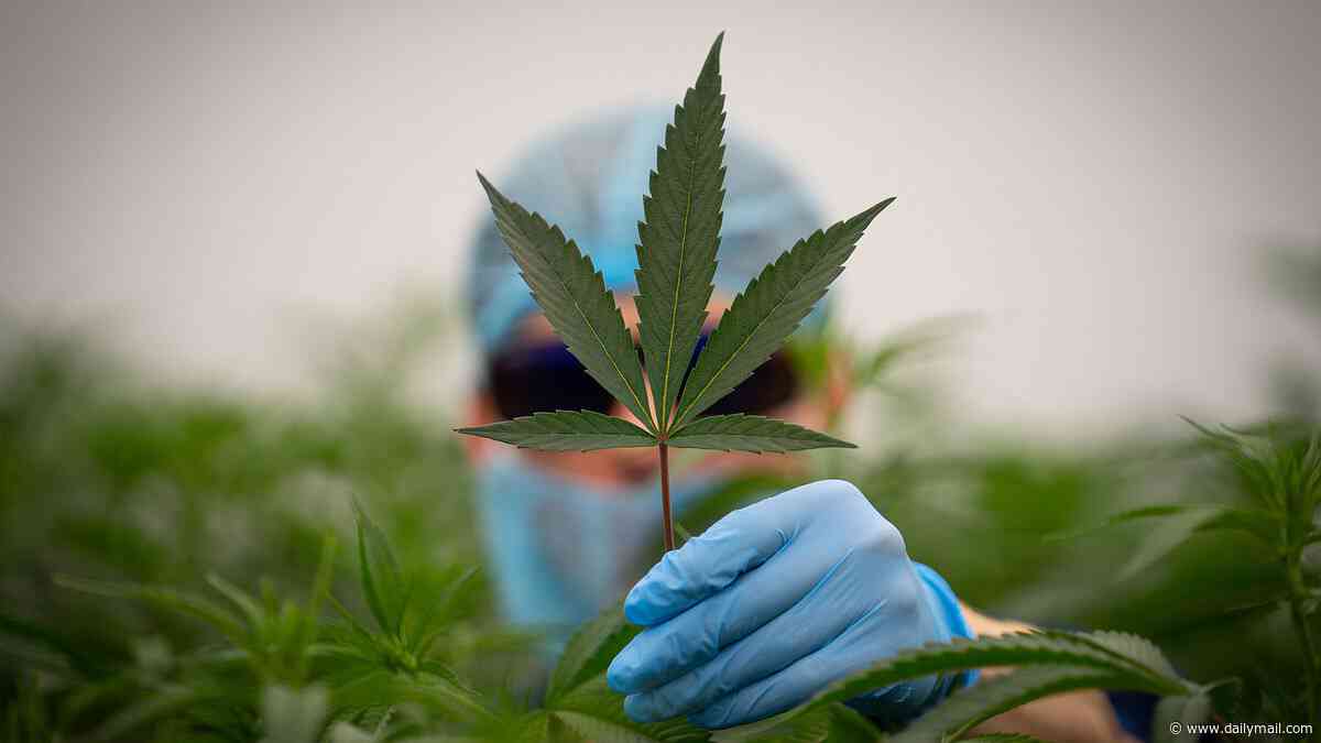 Private cannabis prescriptions surge to high of two million after clinic's weed 'depression treatment' drove 34-year-old to suicide