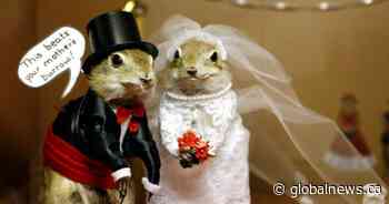 Alberta’s stuffed gopher museum closes as owners seek new burrow