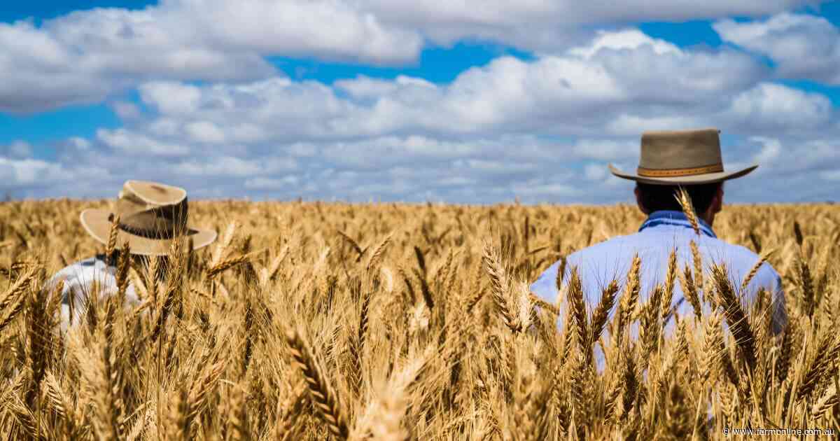 Wheat prices: focus turns to potentially strong southern crop prospects