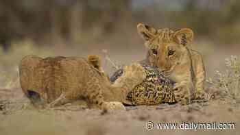 Shell yeah! Lion cubs take on the toughest toy in town