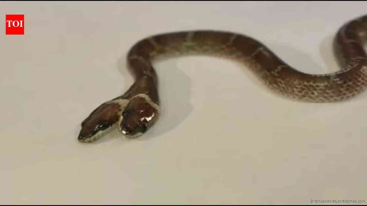 Rare 'two-headed' Wolf snake with four eyes and independently functioning mouths found in Gujarat