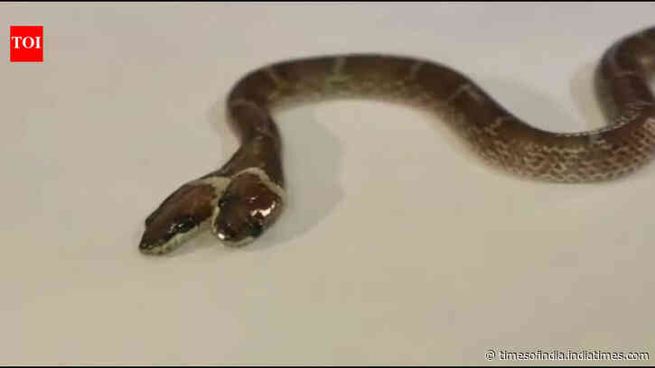 Rare 'two-headed' Wolf snake with four eyes and independently functioning mouths found in Gujarat