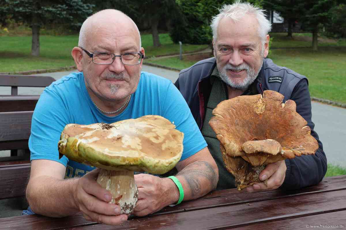 Zehn Mythen über Pilze: Was Sammler im Erzgebirge wissen müssen