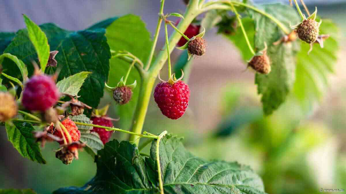 Haben Sie Herbsthimbeeren im Garten? Dann steht jetzt ein wichtiger Rückschnitt bevor