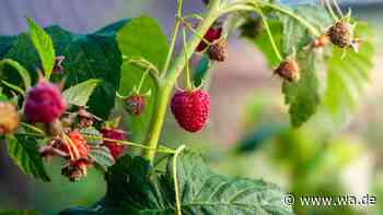 Haben Sie Herbsthimbeeren im Garten? Dann steht jetzt ein wichtiger Rückschnitt bevor