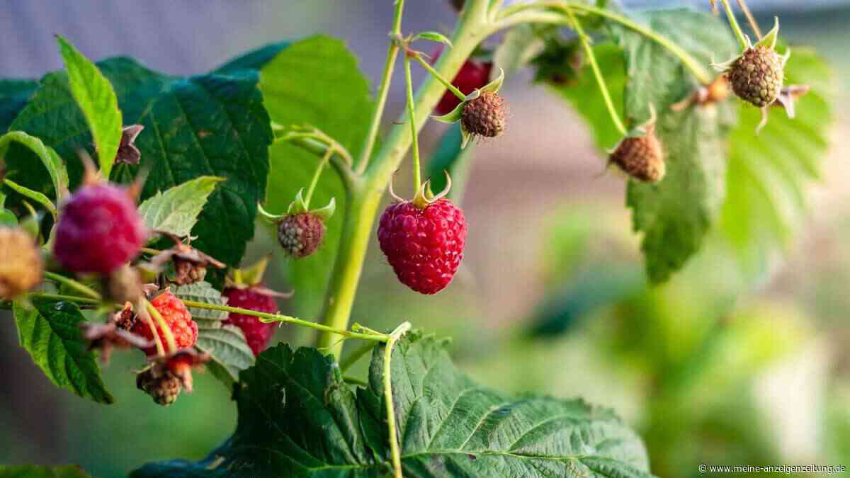 Haben Sie Herbsthimbeeren im Garten? Dann steht jetzt ein wichtiger Rückschnitt bevor