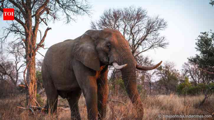 African park once called a “silent graveyard” now has 37 rhinos and seven calves