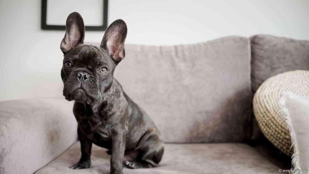 Mein Hund hat Qualzucht-Merkmale: Was ich jetzt für ihn tun kann