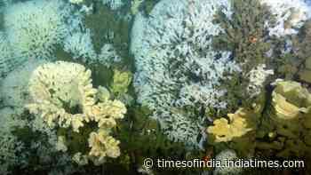 In 1987, ancient glass sponge reefs were found alive off Canada's Pacific coast after 40 million years