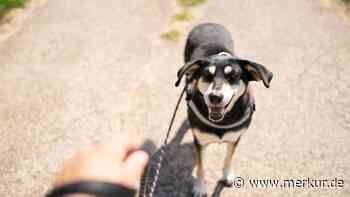 Rehkitze getötet: Rufe nach Leinenpflicht für Hunde in Wolfersdorf werden lauter